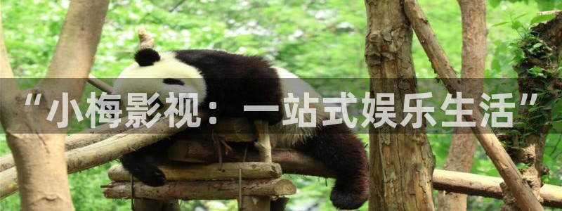 达达兔午夜影视：“小梅影视：一站式娱乐生活”